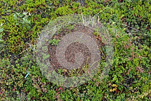 Ant mounds of the formica lugubris in the arctic tundra, northern Sweden