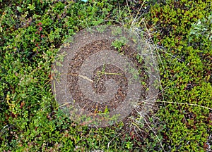 Ant mounds of the formica lugubris in the arctic tundra, northern Sweden