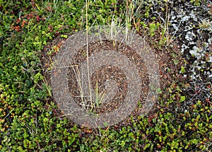 Ant mounds of the formica lugubris in the arctic tundra, northern Sweden