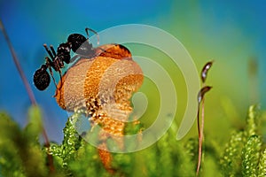 Ant on a mushroom