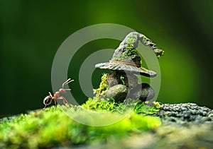 Ant and mushroom. Photo of an ant carrying on its back a hat made of stone and moss