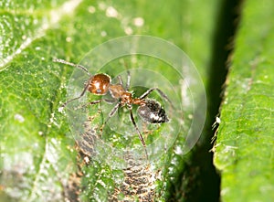 Ant in nature. close-up