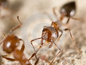 Ant in nature. super macro