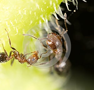 Ant in nature. super macro