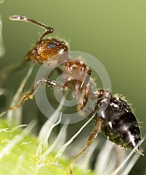 Ant in nature. super macro