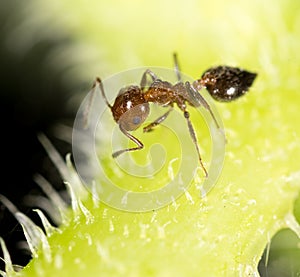 Ant in nature. super macro