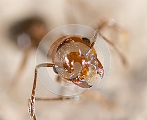 Ant in nature. super macro
