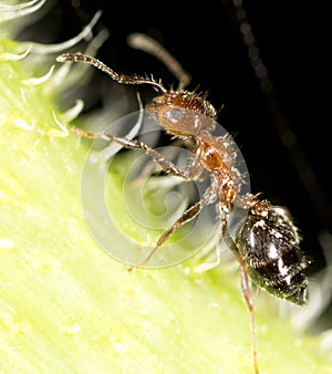 Ant in nature. super macro