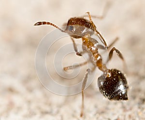 Ant in nature. super macro