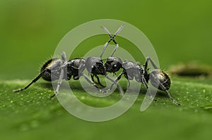 Ant fight