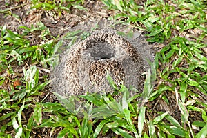 Ant nest on green grass at the park