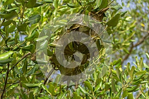 Ant nest green leave in the garden