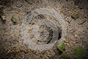 Ant nest hole on sand