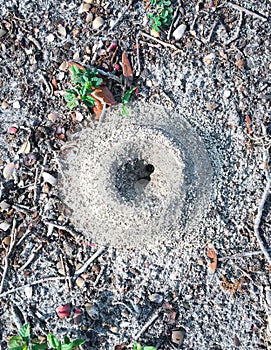 The ant nest