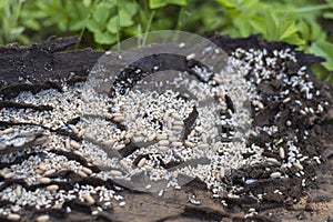 Ant nest under bark of tree with eggs and flys - summer season