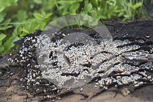 Ant nest under bark of tree with eggs and flys - summer season