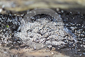 Ant nest under bark of tree with eggs and flys - summer season