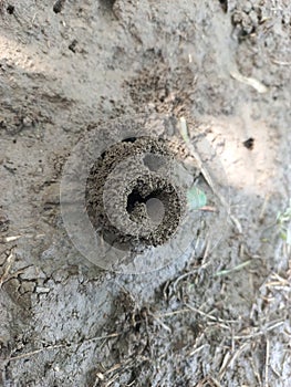 Ant nests