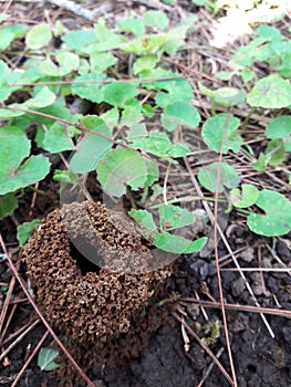 ant nests in mountainous land