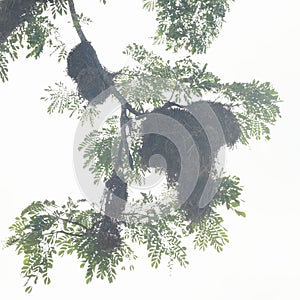 Ant nests in tropical tree