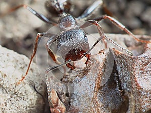 Ant outside in the garden