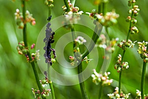 Ant pasture. Little black ants are aphid breeders and have a mutualistic symbiosis with aphids