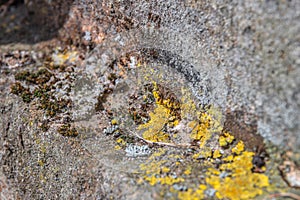 Ant path on the stones photo