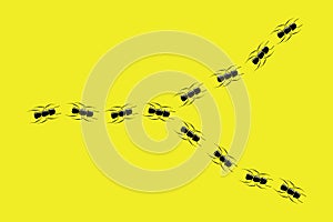 Ant Path on Yellow Background