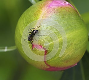 Ant On Peony Bud