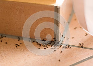 Ant pest