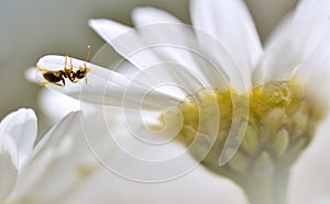 Ant on the petal anthemis flower