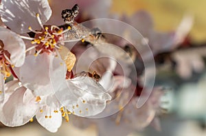 Ant on a petal of a blossoming plum tree flower.