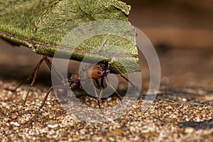 Ant Pheidole spp carrying leaf close up
