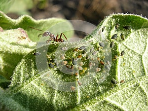 Ant on a piece of plant. Ant will rule the colony of aphids