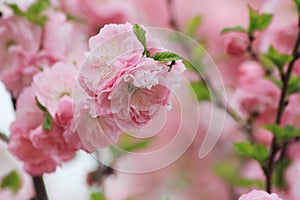 Ant on an pink almond flower blossoms in the spring