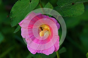 An ant in a pink flower.