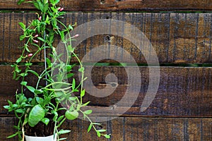 Ant Plant Dischidia Pectinoides Wooden Background photo