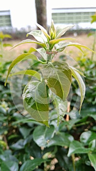 climbing ant on a plant