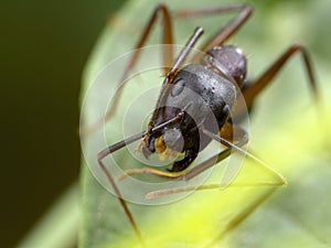 An ant on a plant at high magnification