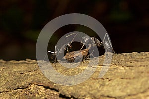 Ant and plant hopper, Aarey milk colony Mumbai