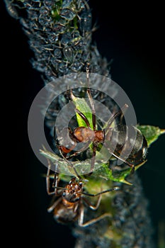 Ant and plant lice