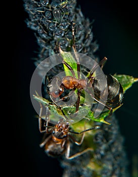 Ant and plant lice