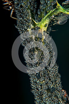 Ant and plant lice