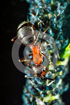 Ant and plant lice