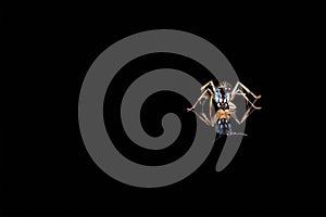 Ant on polished tile