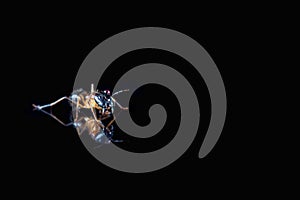 Ant on polished tile