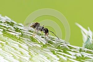 Ant on a poppy plant and green background.