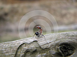 an ant ready to attack