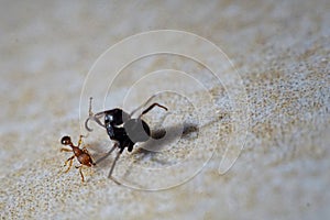 An ant is preying on another, bigger ant