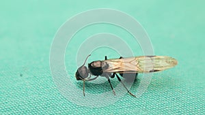 Ant queen on a green background. Ant isolated. Honey ants